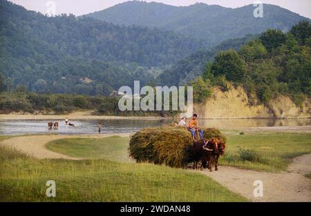 Vrancea County, Rumänien, ca. 1995. Einheimische in einem Pferdewagen voller Heu. Stockfoto