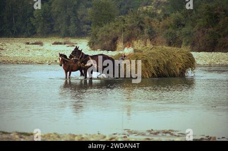 Vrancea County, Rumänien, ca. 1995. Ein einheimischer Mann in einem Pferdewagen voller Heu, der den Fluss Putna überquert. Ein Fohlen, das an den anderen Pferden entlang läuft. Stockfoto