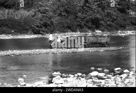 Vrancea County, Rumänien, ca. 1991. Ein Mann, der sein Vieh durch den Putna-Fluss führt. Stockfoto