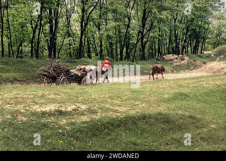 Vrancea County, Rumänien, ca. 2000. Bauernfamilie auf der Straße mit einem mit Brennholz gefüllten Viehwagen. Stockfoto