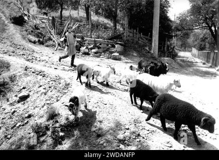 Vrancea County, Rumänien, ca. 1991. Mädchen mit Schafen und Ziegen auf einem Dorfweg. Stockfoto