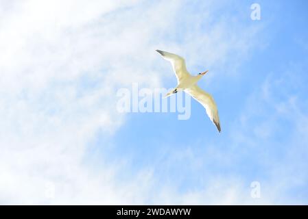 Untererwachsener Rotschnabeltropivogel, der über den Pazifik in der Nähe der Küste in Costa Rica fliegt Stockfoto