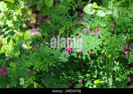 Schwarzerbse, Schwärzende Platterbse, Gesse noire, Lathyrus niger, fekete lednek, Ungarn, Europa Stockfoto