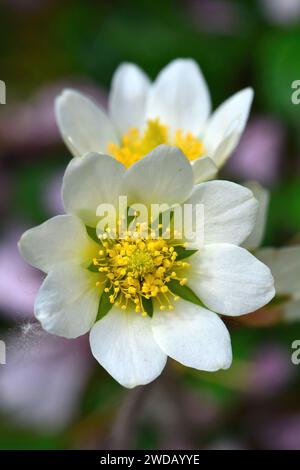 Bergavens, Achtblättrige Bergavens, weiße Dryas oder weiße Dryad, Weiße Silberwurz, Dryade à huit pétales, Dryas octopetala, havasi magcsákó Stockfoto