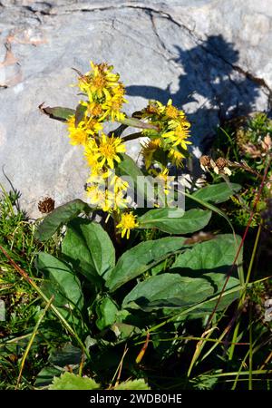 Europäische Goldrute oder Wundkraut, Gewöhnliche Goldrute, Solidage Verge d'Or, Solidago virgaurea, Europa Stockfoto