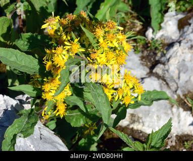 Europäische Goldrute oder Wundkraut, Gewöhnliche Goldrute, Solidage Verge d'Or, Solidago virgaurea, Europa Stockfoto