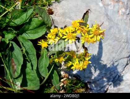 Europäische Goldrute oder Wundkraut, Gewöhnliche Goldrute, Solidage Verge d'Or, Solidago virgaurea, Europa Stockfoto