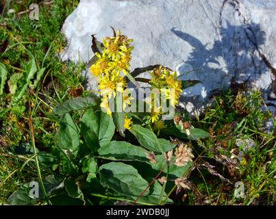 Europäische Goldrute oder Wundkraut, Gewöhnliche Goldrute, Solidage Verge d'Or, Solidago virgaurea, Europa Stockfoto