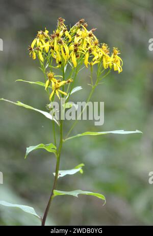 Holzragkraut, Fuchssches Greiskraut, Sénecon de Fuchs, Senecio ovatus, kárpáti aggófű, Europa Stockfoto