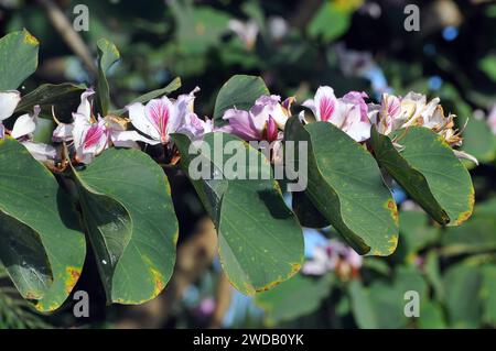 orchideenbaum, Orchideenbaum, Bauhinia variegata, közönséges orchideafa Stockfoto