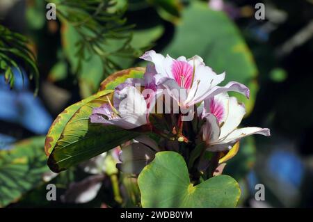 orchideenbaum, Orchideenbaum, Bauhinia variegata, közönséges orchideafa Stockfoto