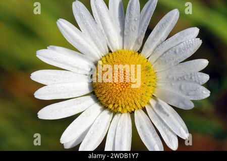 Ochsenauge Gänseblümchen, Ochsenaugen Gänseblümchen, Hund Gänseblümchen, marguerite, Magerwiesen-Margerite, Gemeinde Marguerite, Leucanthemum vulgare, réti margitvirág Stockfoto