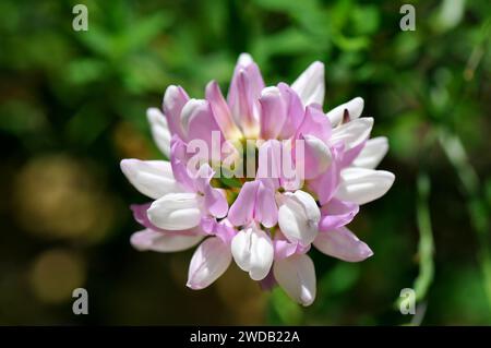 Crownvetch, lila Kronwicke, Bunte Kronwicke, Coronille bigarrée, Securigera varia, tarka koronafürt Stockfoto