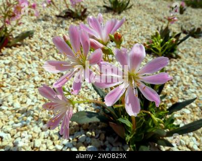 Siskiyou lewisia, Klippenmädchen, Gewöhnliche Bitterwurz, Léwisie de Siskiyou, Lewisia cotyledon, változékony dohánygyökér Stockfoto