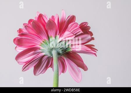 Nahaufnahme der Rückseite der rosa Gerbera Gänseblümchenblume isoliert vor einem einfachen, hellen Hintergrund Stockfoto