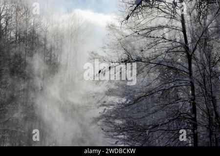 Schneeschwinde mit Seeeffekt, die durch den Wald im Mecosta County, Michigan, USA, sprengen Stockfoto