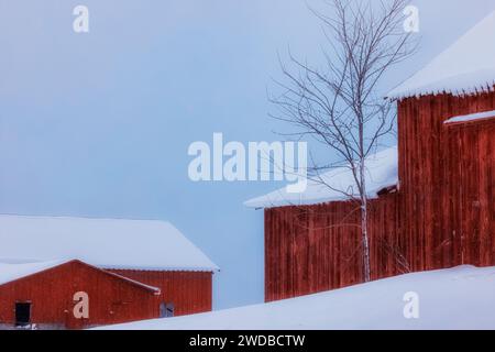 Amish Barns nach Schneestürmen im Mecosta County, Michigan, USA [keine Freigabe der Immobilie; nur redaktionelle Lizenzierung] Stockfoto