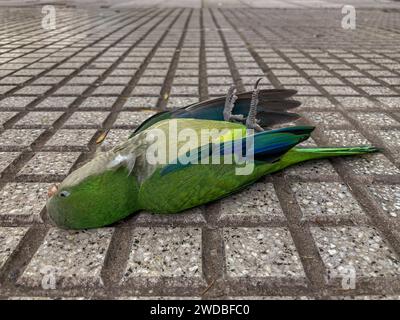 Toter Mönchsittich (Myiopsitta monachus) auf dem Boden in Buenos Aires Stockfoto