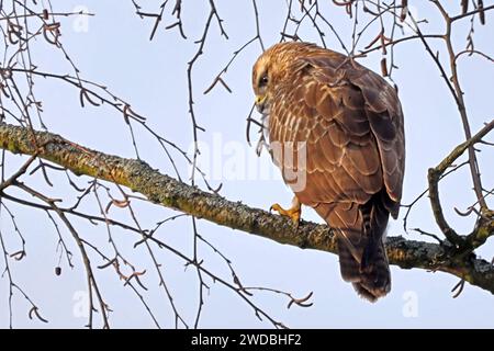 Heimische Greifvögel in Deutschland BEARBEITET: Ein Mäusebussard sitzt in einer winterlichen Birke und beobachtet sein Umfeld in einer entspannten Körperhaltung *** eingeborene Greifvögel in Deutschland GEARBEITET Ein Bussard sitzt in einer Winterbirke und beobachtet seine Umgebung in einer entspannten Haltung Stockfoto