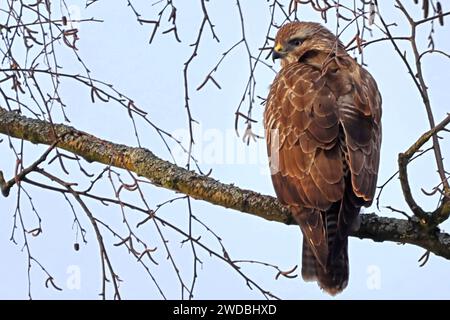 Heimische Greifvögel in Deutschland BEARBEITET: Ein Mäusebussard sitzt in einer winterlichen Birke und beobachtet sein Umfeld in einer entspannten Körperhaltung *** eingeborene Greifvögel in Deutschland GEARBEITET Ein Bussard sitzt in einer Winterbirke und beobachtet seine Umgebung in einer entspannten Haltung Stockfoto