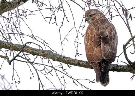 Heimische Greifvögel in Deutschland BEARBEITET: Ein Mäusebussard sitzt in einer winterlichen Birke und beobachtet sein Umfeld in einer entspannten Körperhaltung *** eingeborene Greifvögel in Deutschland GEARBEITET Ein Bussard sitzt in einer Winterbirke und beobachtet seine Umgebung in einer entspannten Haltung Stockfoto