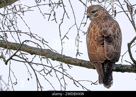 Heimische Greifvögel in Deutschland BEARBEITET: Ein Mäusebussard sitzt in einer winterlichen Birke und beobachtet sein Umfeld in einer entspannten Körperhaltung *** eingeborene Greifvögel in Deutschland GEARBEITET Ein Bussard sitzt in einer Winterbirke und beobachtet seine Umgebung in einer entspannten Haltung Stockfoto