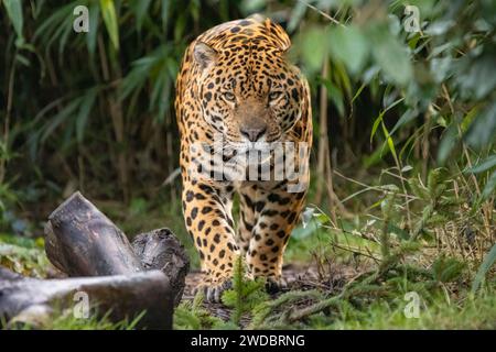 Jaguar auf Patrouille Stockfoto