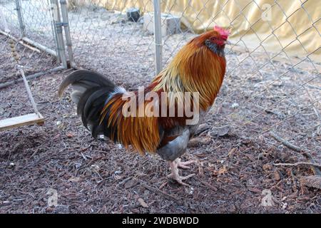 Ein junger Mischhahn mit hellorangefarbenen Bügeln und Sattelfedern Stockfoto