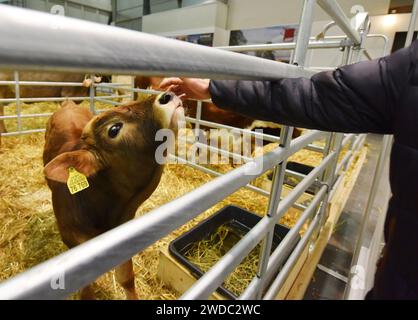 Berlin, Deutschland. Januar 2024. Ein Besucher interagiert mit einem Kalb während der Internationalen Grünen Woche in Berlin am 19. Januar 2024. Die Internationale Grüne Woche, eine Leitmesse für Lebensmittel, Landwirtschaft und Gartenbau, wurde am Freitag in Berlin eröffnet und läuft bis 28. Januar. Quelle: Ren Pengfei/Xinhua/Alamy Live News Stockfoto