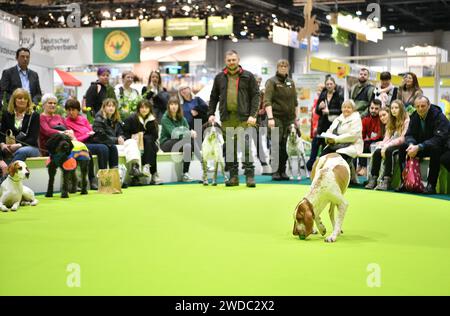 Berlin, Deutschland. Januar 2024. Ein Hund tritt während der Internationalen Grünen Woche am 19. Januar 2024 in Berlin auf. Die Internationale Grüne Woche, eine Leitmesse für Lebensmittel, Landwirtschaft und Gartenbau, wurde am Freitag in Berlin eröffnet und läuft bis 28. Januar. Quelle: Ren Pengfei/Xinhua/Alamy Live News Stockfoto