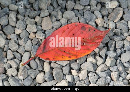 Ein geliehenes rotes Blatt sitzt auf einem Bett aus grauen Felsen vor dem Ryoanji-Tempel in Kyoto, Japan Stockfoto