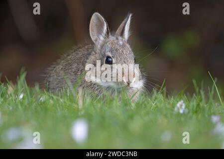 Ein Baby aus dem östlichen Baumwollschwanz (Sylvilagus floridanus) zwischen dem Gras in einem lokalen Park in Surrey, British Columbia Stockfoto