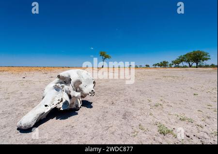 Elefantenschädel (Loxodonta africana), Schädel, Skelett, Tod, Wilderer, Landschaft, Steppe, Trockenheit, Dürre, Klimawandel, Savuti und Umgebung, Chobe Stockfoto