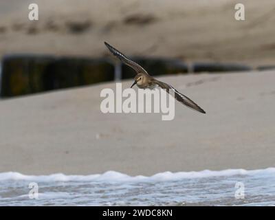 Ein Knoten im Flug nahe der Küste über den sanften Wellen eines Strandes Stockfoto