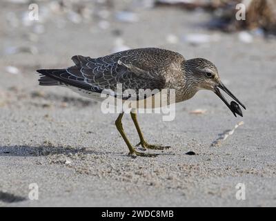 Ein Sandpiper mit graubraunem Gefieder sucht nach Nahrung im Sand, Stangenschwanzgottwit (Limosa lapponica) Stockfoto