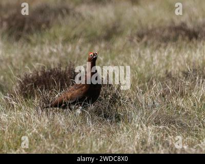 Ein brauner Vogel mit auffälligen roten Augen sitzt mitten auf einer Wiese zwischen Gräsern, schottischer Schneehund (Lagopus lagopus scotica) Stockfoto