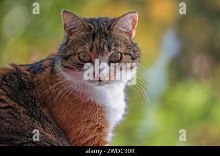 Katze, Europäisches Kurzhaar, Hauskatze (Felis catus), dreifarbig, Porträt, Baden-Württemberg, Deutschland Stockfoto