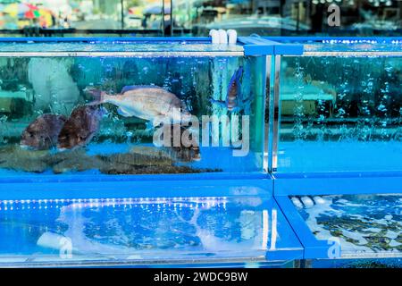 Verschiedene Arten von lebenden Fischen in Aquarienbecken zum Verkauf auf dem Seehafen Open Market in Südkorea, Südkorea Stockfoto