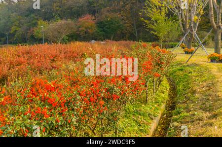 Strauchfeld mit roten Beeren neben einem künstlichen Entwässerungsgraben mit Bäumen in Herbstfarben im Hintergrund, Südkorea Stockfoto