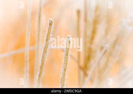 Kleine goldfarbene Pflanze am Ende, bedeckt mit winzigen Eiskristallen mit einem weichen, verschwommenen Hintergrund, Südkorea Stockfoto