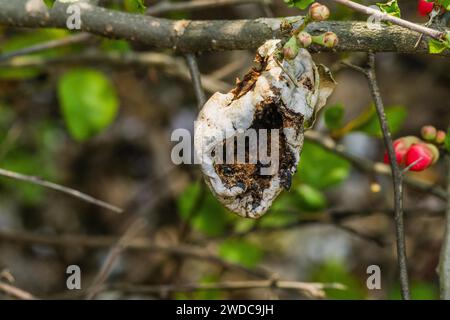 Großaufnahme der Kamelie japonica Samenschale, die an einem Zweig befestigt ist, nachdem sie mit natürlichem verschwommenem Hintergrund aufgebrochen ist, Südkorea Stockfoto