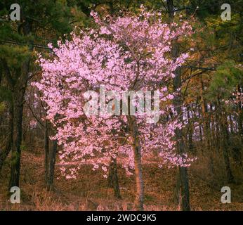 Schöner Hartholzbaum mit rosa Blumen am Rande des Waldparks im frühen Frühjahr, Südkorea Stockfoto