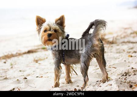Ein süßer, lustiger kleiner Hund Yorkshire Terrier, der im Sommer an einem Sandstrand steht. Ein Welpe mit nassem Haar an einem heißen Tag. Haushund auf einem Spaziergang im Freien. Stockfoto