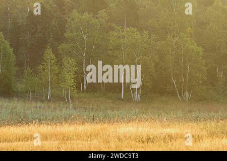 Moorbirkenwald in einem Hochmoor, Rothenthurm, Kanton Schwyz, Schweiz Stockfoto