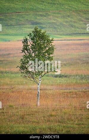 Moorbirke im Hochmoor, Rothenthurm, Kanton Schwyz, Schweiz Stockfoto