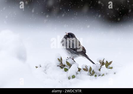 Dunkeläugiger Junco posiert im Schnee Stockfoto