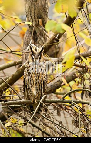 Langohr-Eule (Asio otus), gut getarnt, sitzend in Büschen, gefangen, Schweiz Stockfoto