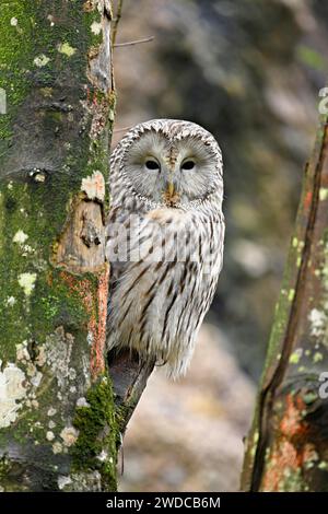 Ural-Eule (Strix uralensis), Captive, Schweiz Stockfoto