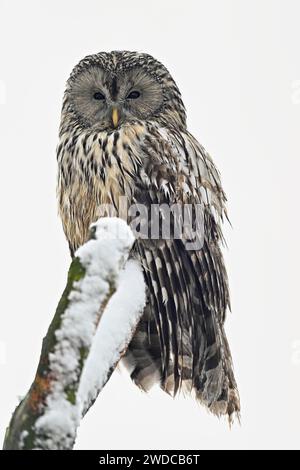 Ural-Eule (Strix uralensis), Captive, Schweiz Stockfoto