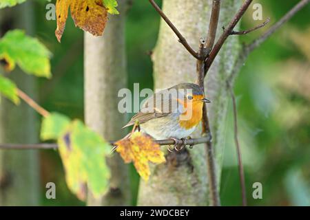 Europäischer robin (Erithacus rubecula), sitzt auf Zweig, Schweiz Stockfoto